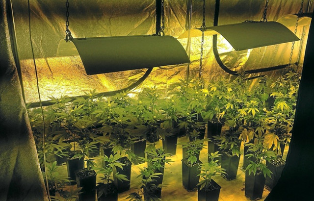 Quelque 1.700 plants de cannabis retrouvés à Liège et Sprimont