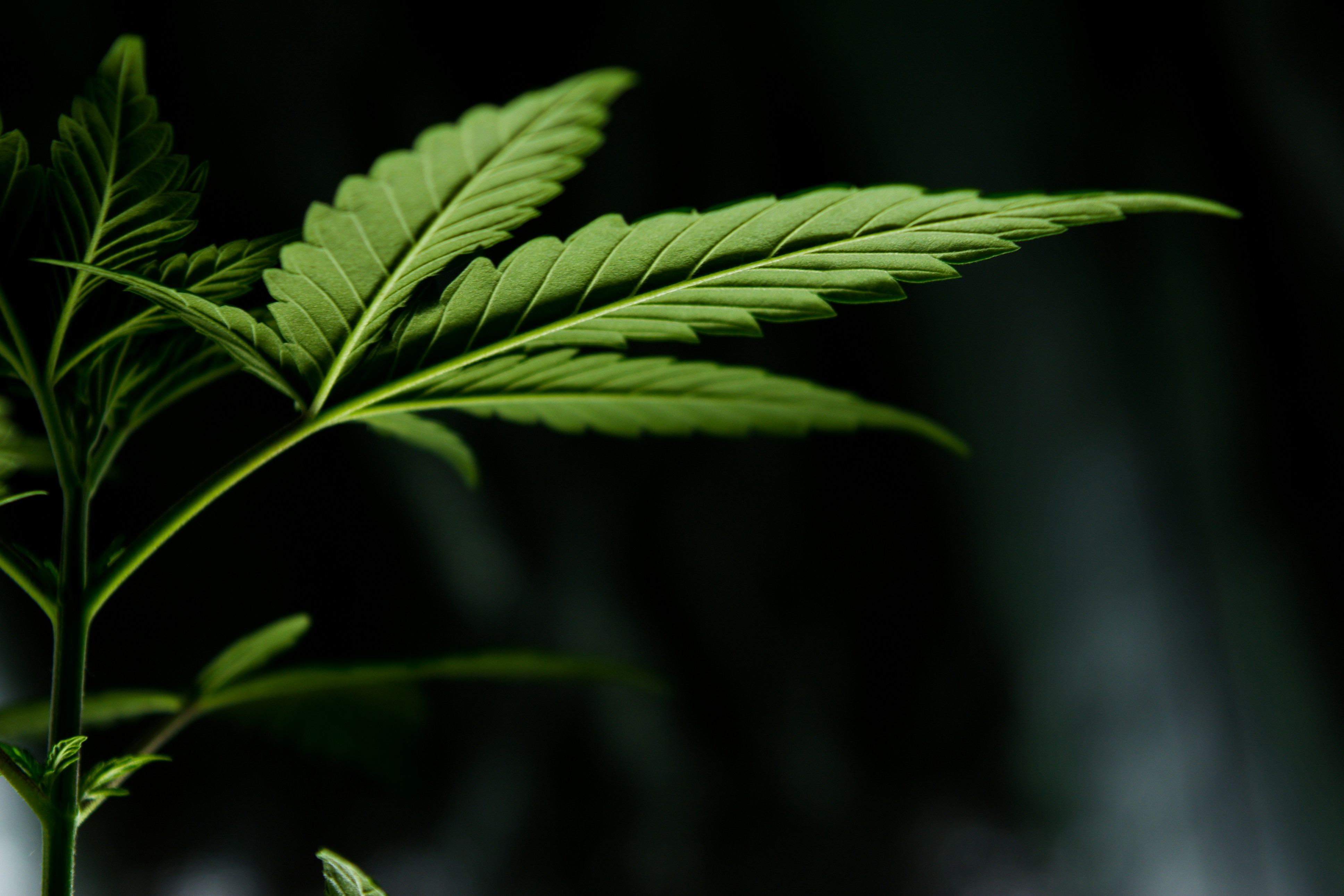 Démantèlement d'une vaste plantation de cannabis à Fexhe-le-Haut-Clocher