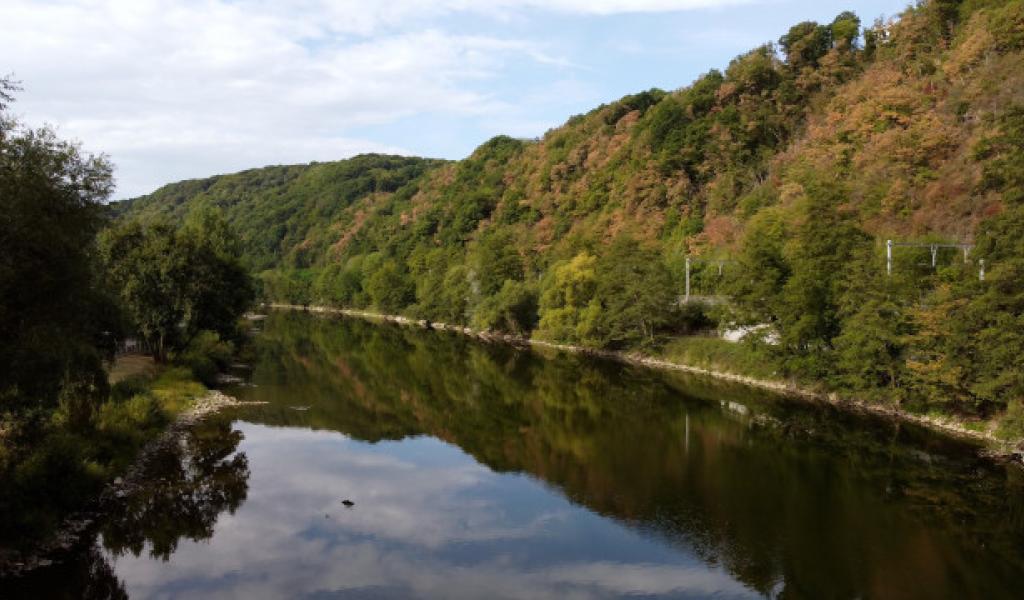 Près de 80% des Wallons veulent plus de forêts en libre évolution, selon une enquête liégeoise