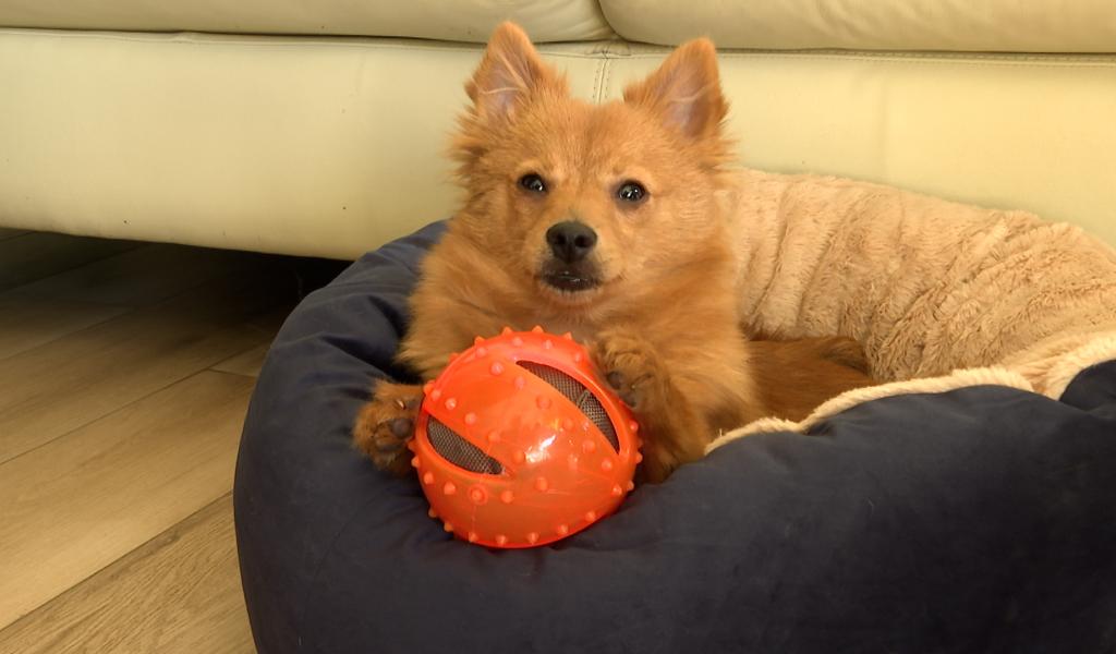 Comment bien éduquer son chiot dès son arrivée