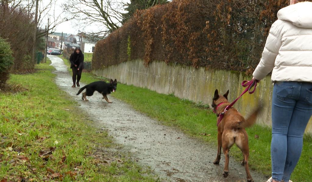 La dépendance chez le chien.