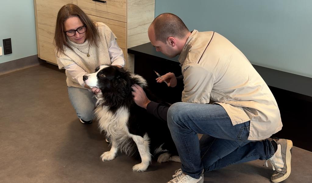 Gérer l'arthrose chez les chiens âgés
