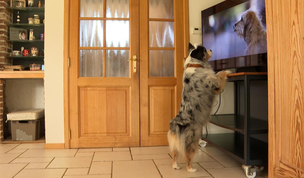 Comment Izzy a appris à rester calme devant la télévision