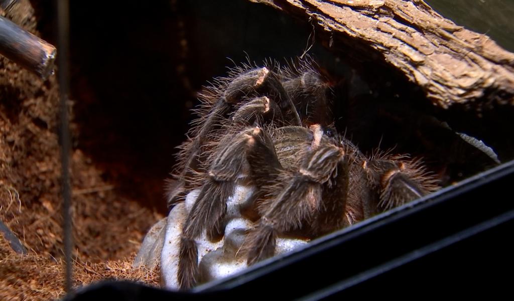 Journée mondiale de l'araignée : Hexapoda présente 2 nouveaux specimens
