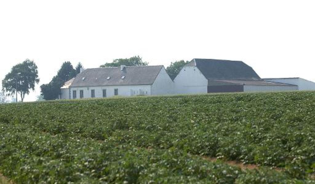 La superficie agricole bio recule légèrement, mais le consommateur wallon reste fidèle