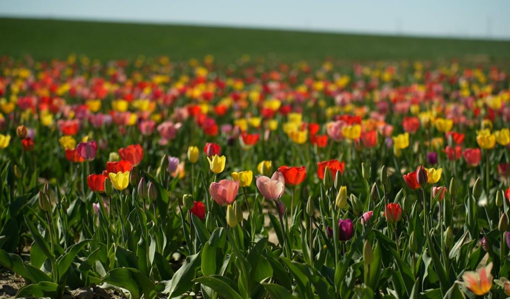 En ce début de printemps, pourquoi ne pas aller couper ses fleurs soi-même ?