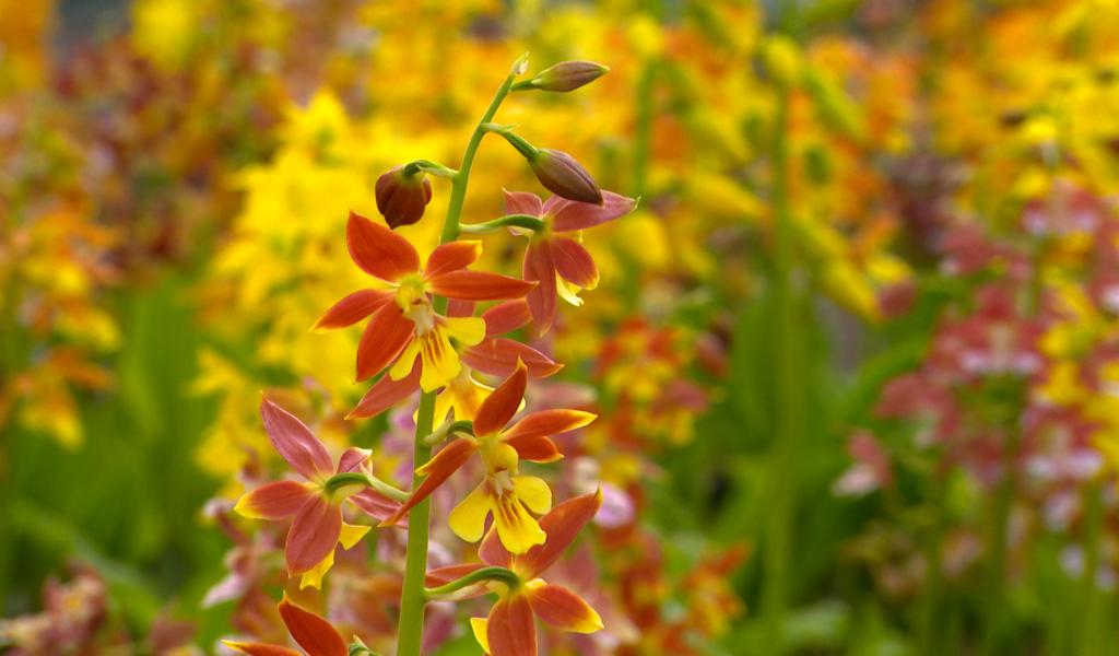 Hortidécouvertes ce week-end