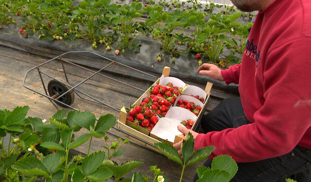 La saison des fraises a démarré à Hannêche