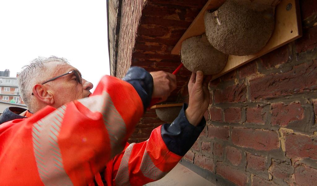A Liège, on se prépare au retour des hirondelles de fenêtre
