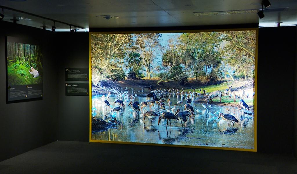 Exposition National Geographic à Liège-Guillemins