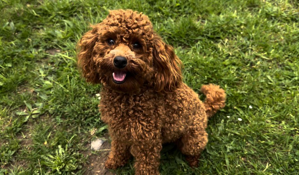 Le caniche