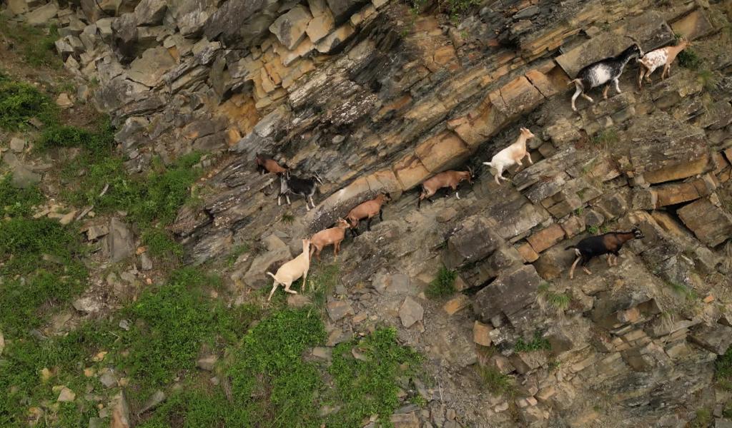 Disparition de chèvres à la Heid des Gattes