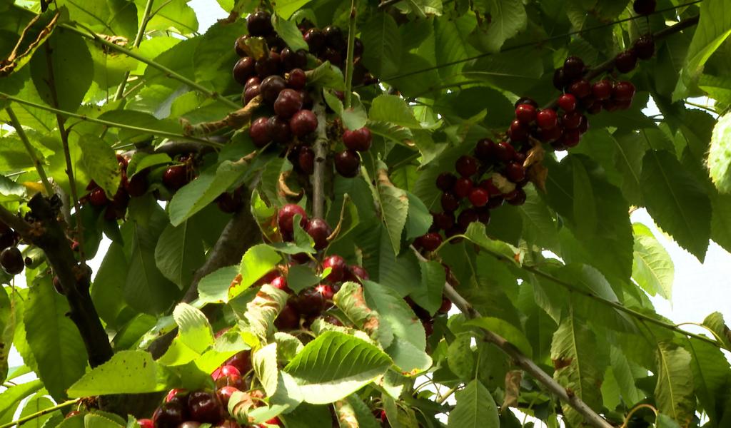 La saison des cerises a démarré avec 15 jours d'avance