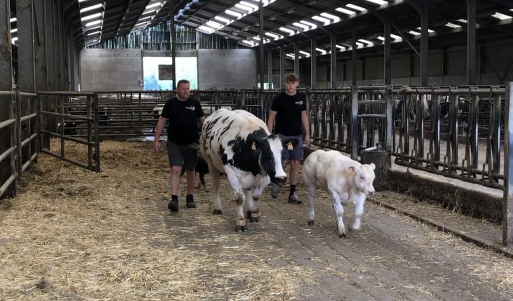 La meilleure viande blanc bleu belge vient de Les Waleffes
