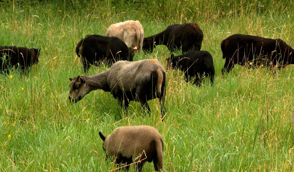 Les moutons en mission, 10 ans d'éco-pâturage à la CILE