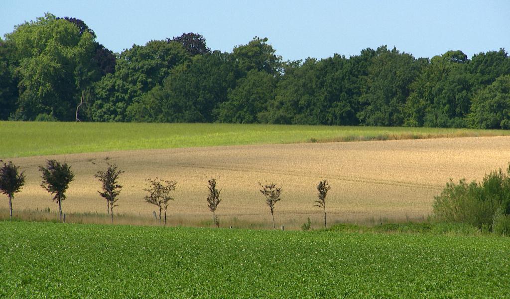 Utiliser les écorces pour produire des pesticides naturels