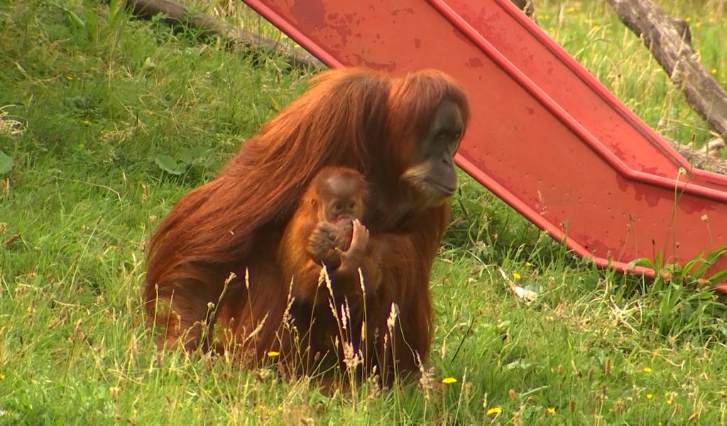Monde sauvage : reproduction contrôlée, bébés suivis