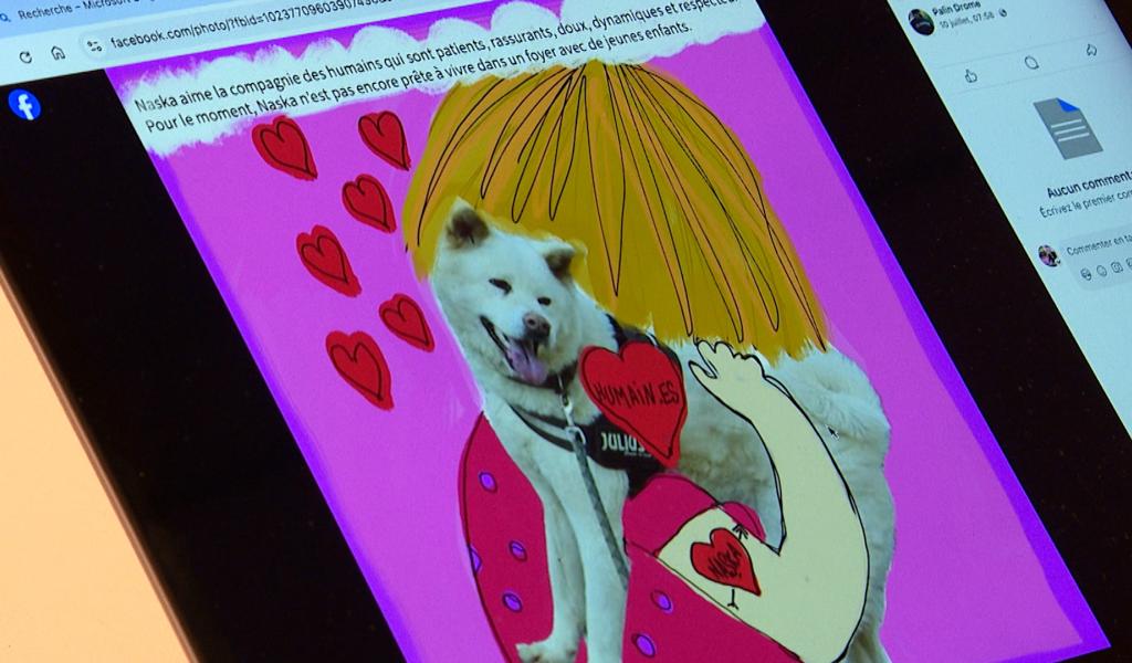 Des histoires illustrées pour aider à l'adoption d'un chien
