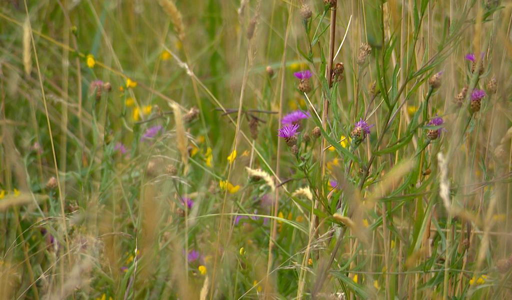 La plus belle prairie de Wallonie à Filot?