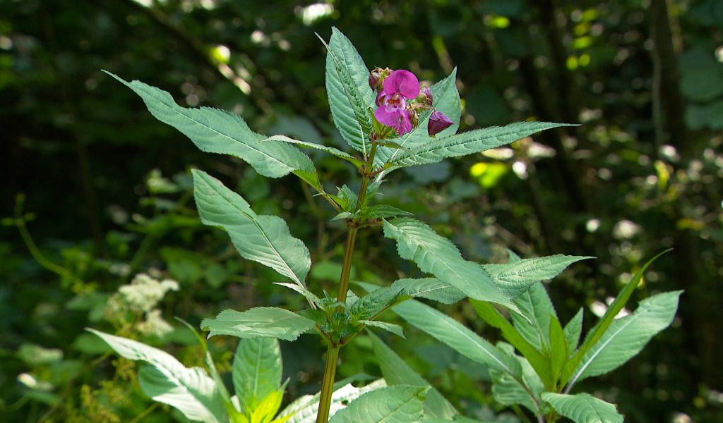 Le contrat de rivière Meuse aval élimine la balsamine de l'Himalaya