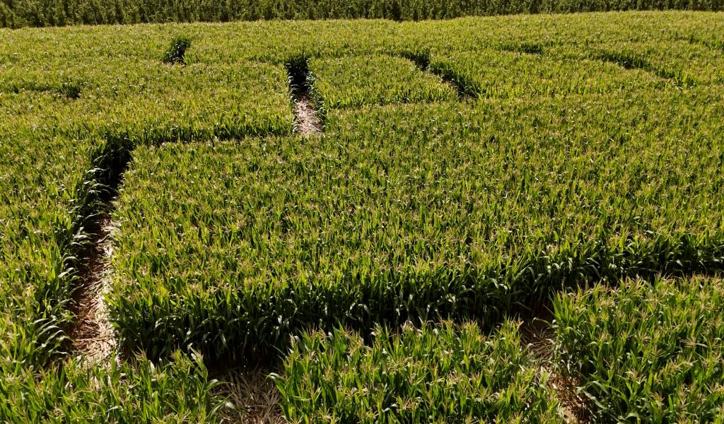 Le Labyrinthe de Hannut va rouvrir ses portes