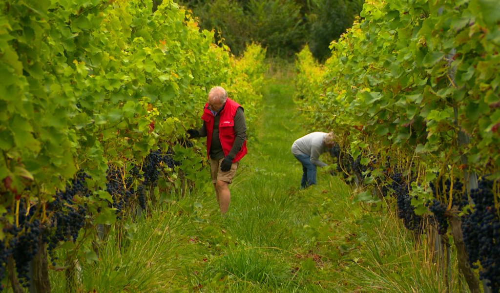 Début des vendanges ce lundi 25 août à Oupeye
