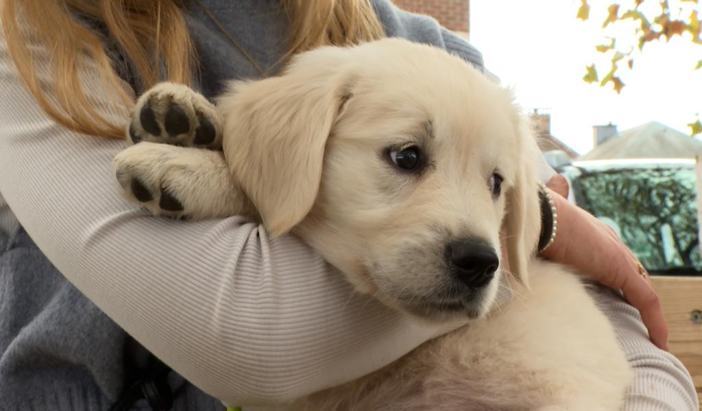 3 conseils pour accompagner son chiot