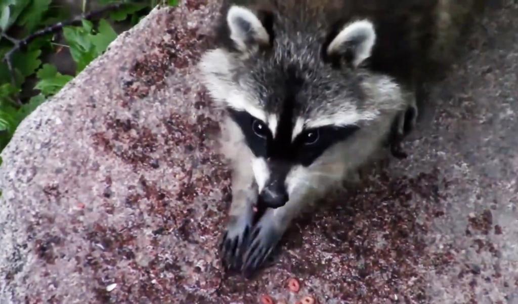 Une trentaine de ratons laveurs capturés à Chaudfontaine
