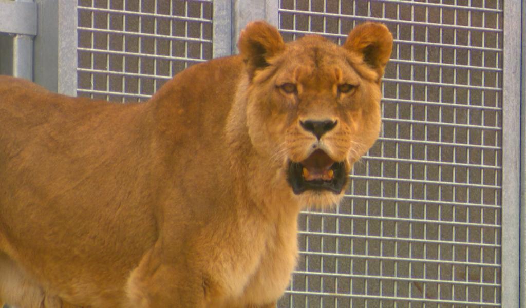 Monde sauvage : un nouvel espace pour les lions