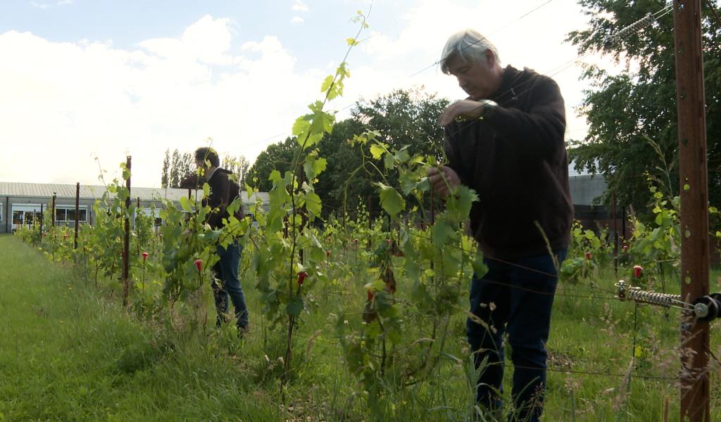 Du Chardonnay au vignoble expérimental de la Province de Liège