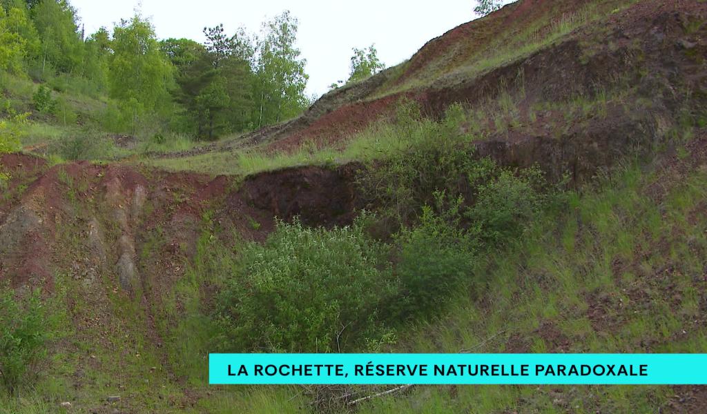 Réserve de la Rochette : une nature rare s'épanouit sur un passé industriel pollué