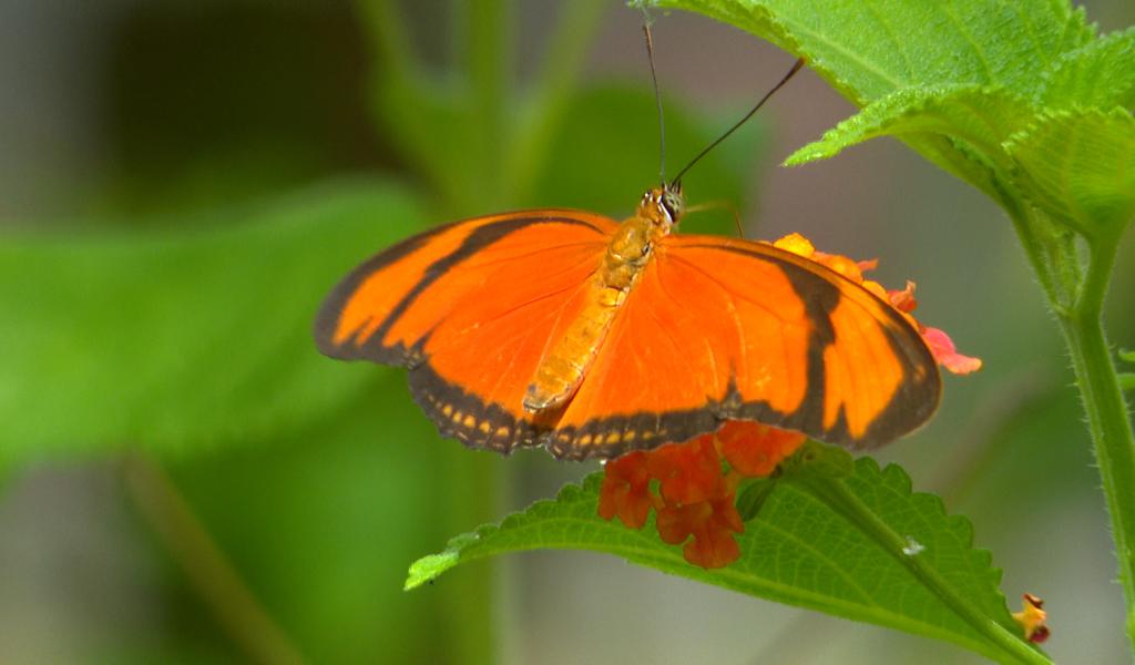 Des papillons en liberté à découvrir à l'Observatoire du monde des Plantes