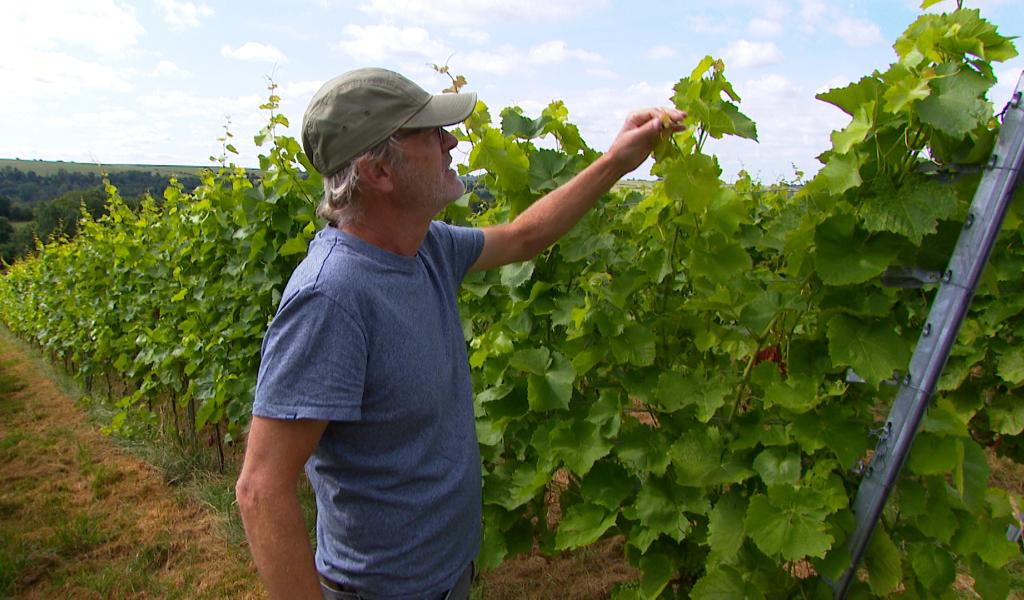 Sécheresse : entre défis et opportunités pour les vignes de la région