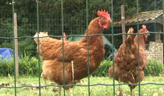 Un nouveau foyer de grippe aviaire à Herstal