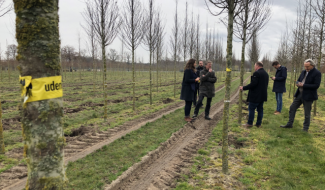 Tram En Commun S4#26 : sélection des arbres pour le tram
