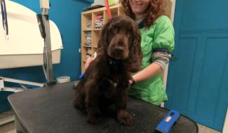 Trucs de Wouf : le premier toilettage