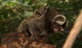 Carnet rose pour le Mont Mosan