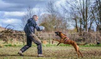 Est-ce que le mordant rend  le chien agressif ?