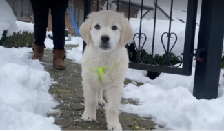 Trucs de Wouf : 3 mythes concernant l'éducation d'un chiot