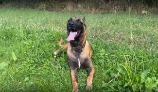 Trucs de Wouf: Comment gérer les fortes chaleurs ?