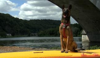 Trucs de Wouf: Le cani paddle