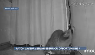 Le raton laveur : qui est cet envahisseur ? 