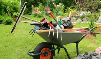 Petit pois et pois de senteur