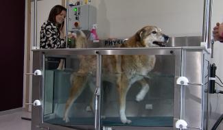 Trucs de wouf : suivi en ostéopathie et hydrothérapie