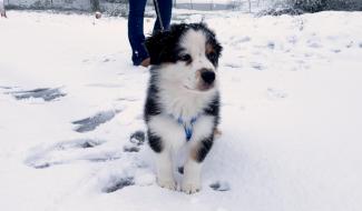 Comment élever un chiot Berger Australien heureux et équilibré