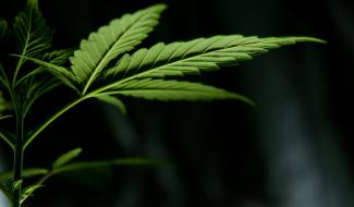 Démantèlement d'une vaste plantation de cannabis à Fexhe-le-Haut-Clocher