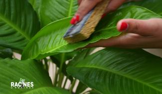 La fertilisation foliaire