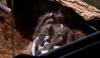 Journée mondiale de l'araignée : Hexapoda présente 2 nouveaux specimens
