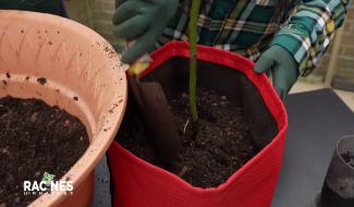 Les sacs de plantation, solution innovante pour l'éco jardinage urbain