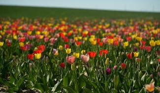 En ce début de printemps, pourquoi ne pas aller couper ses fleurs soi-même ?